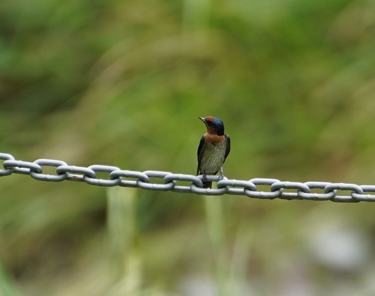 Pacific Swallow - ML623817804