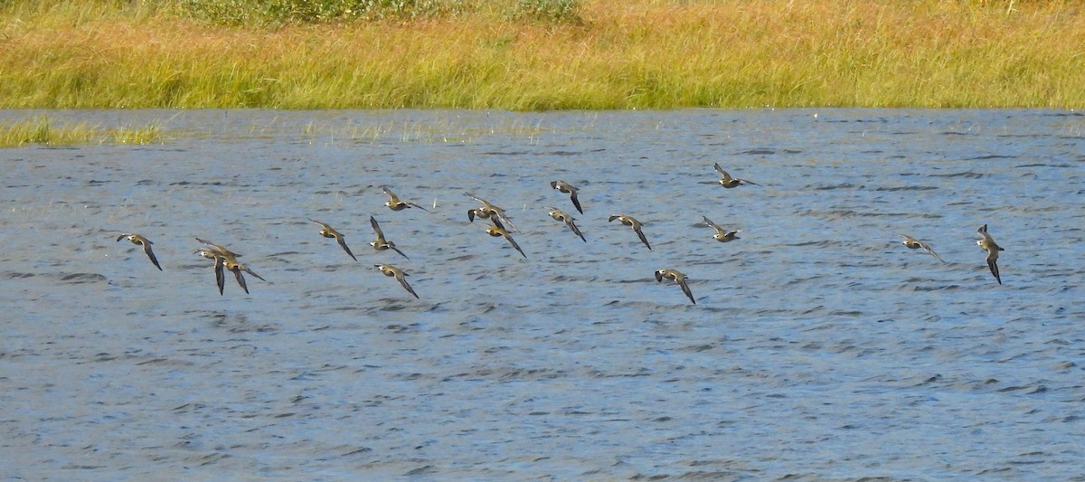 Pacific Golden-Plover - ML623817811