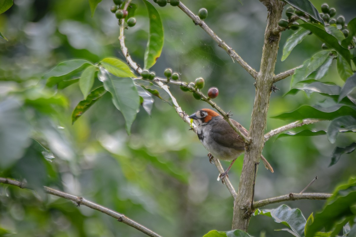 Cabanis's Ground-Sparrow - Agustin Mora