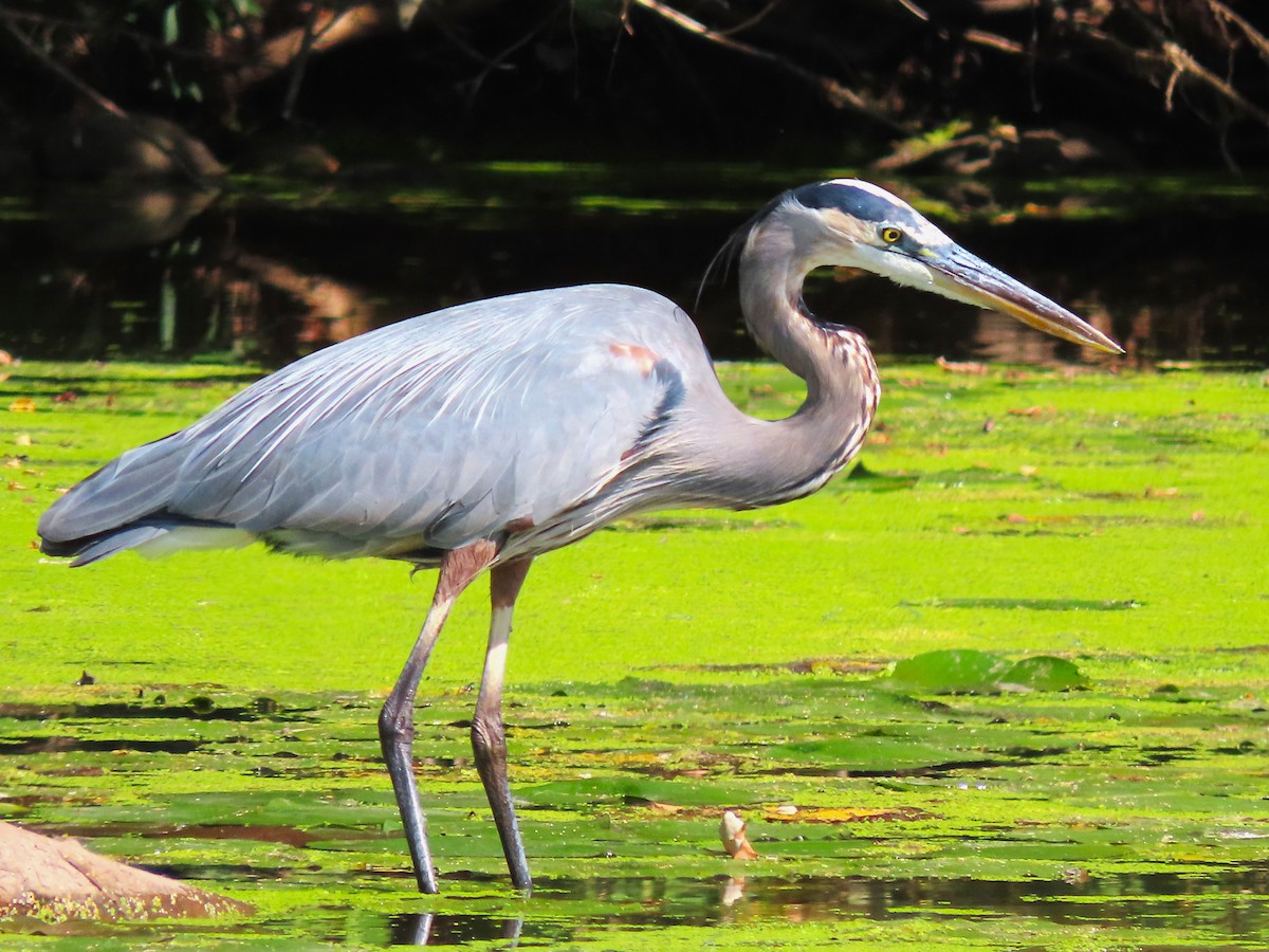 Great Blue Heron - ML623817862