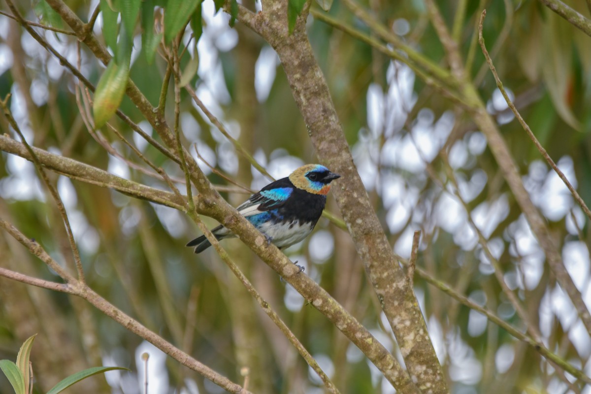 Golden-hooded Tanager - ML623817905