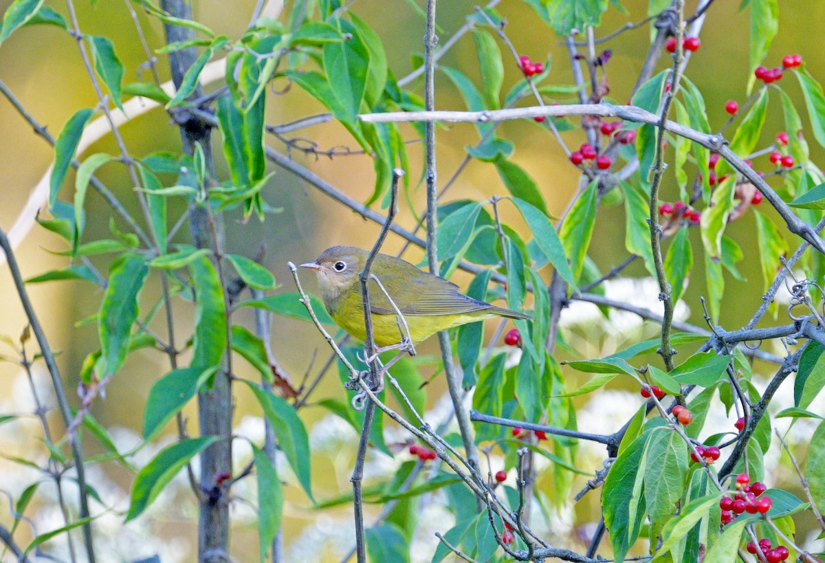 Connecticut Warbler - ML623817909