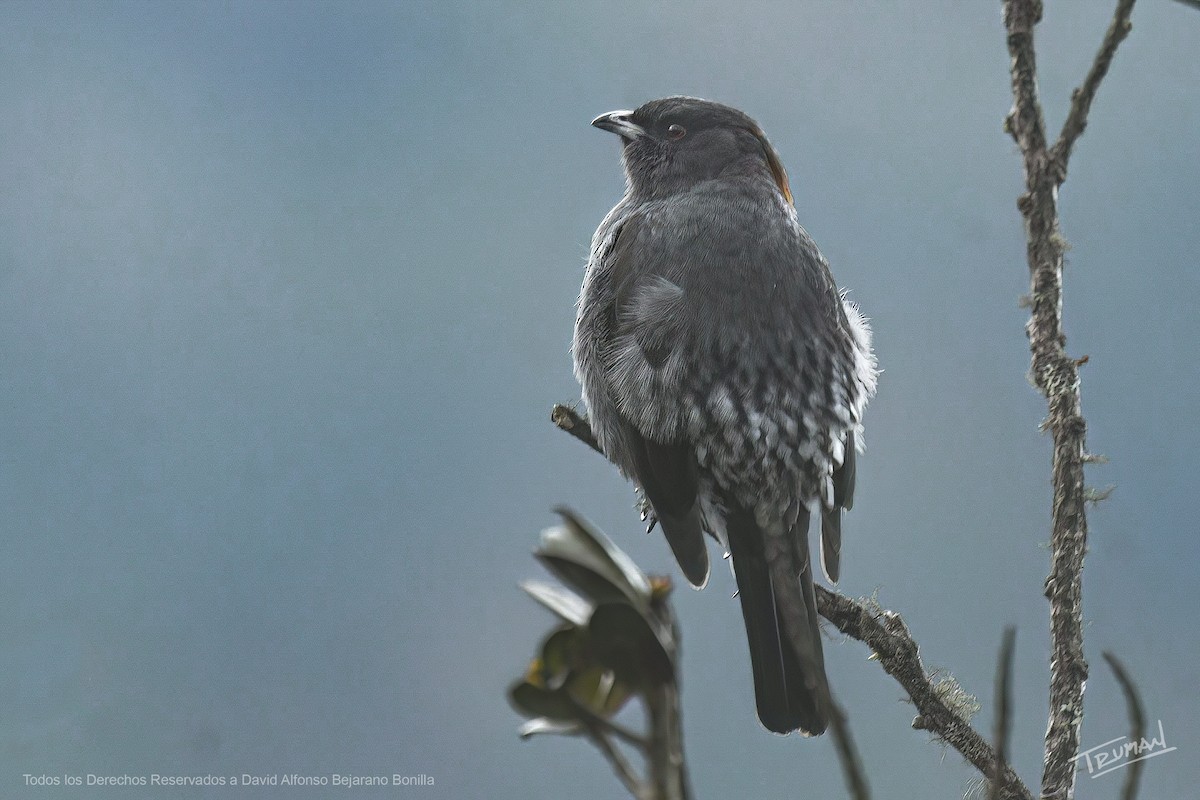 Red-crested Cotinga - ML623817923