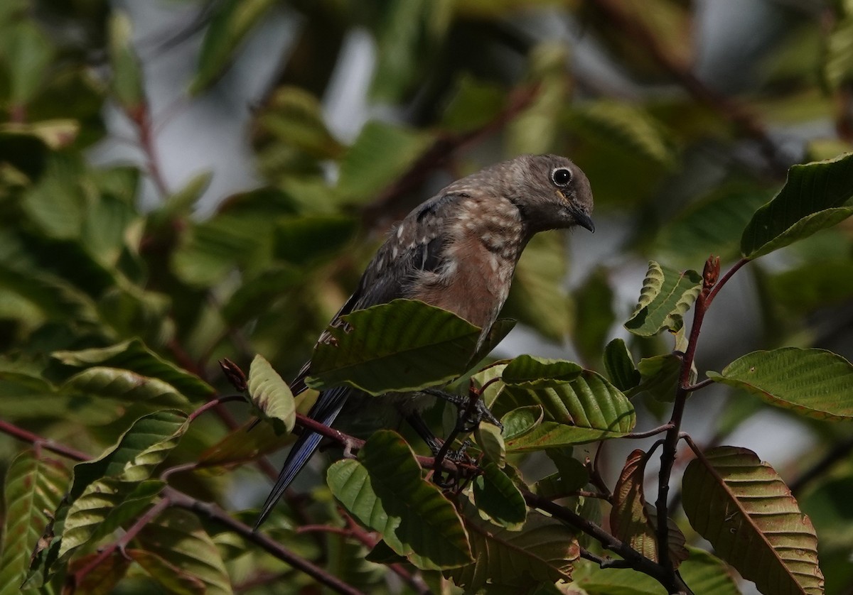 Western Bluebird - ML623817938