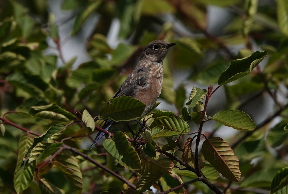 Western Bluebird - ML623817939