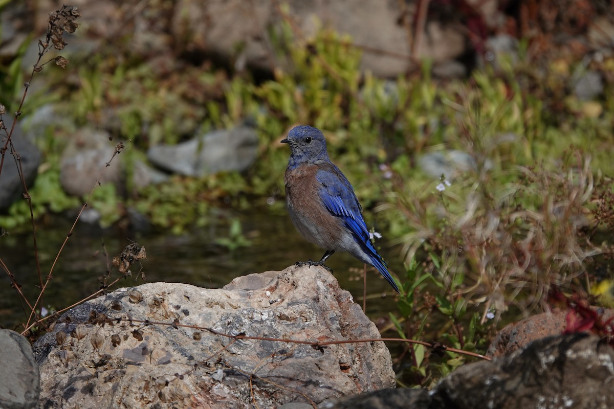 Western Bluebird - ML623817940
