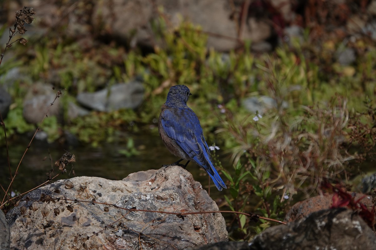 Western Bluebird - ML623817941