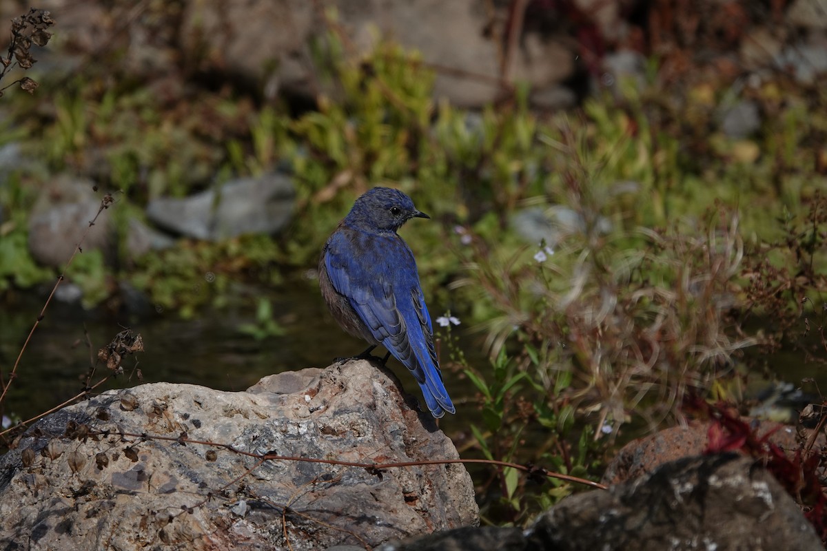 Western Bluebird - ML623817942