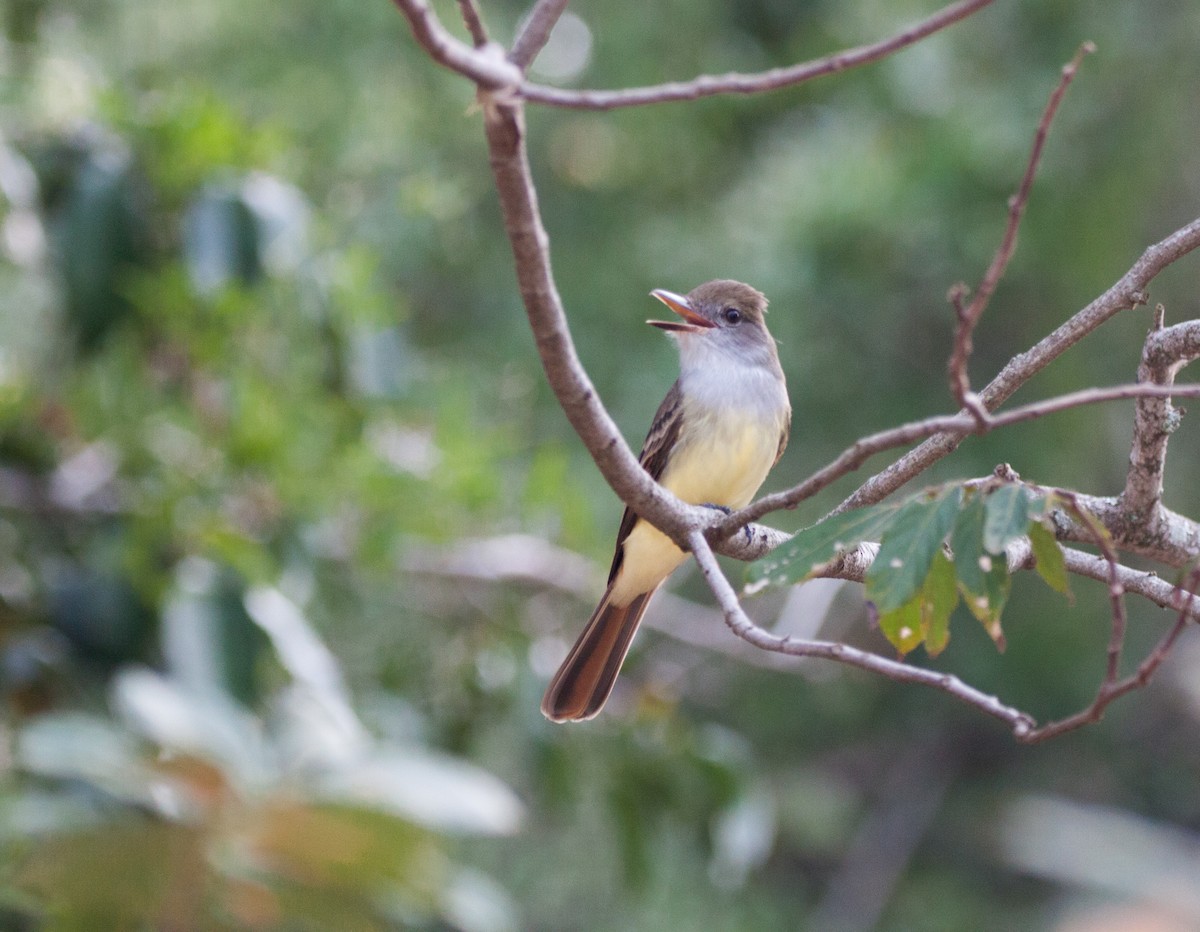 Swainson's Flycatcher - ML623817957