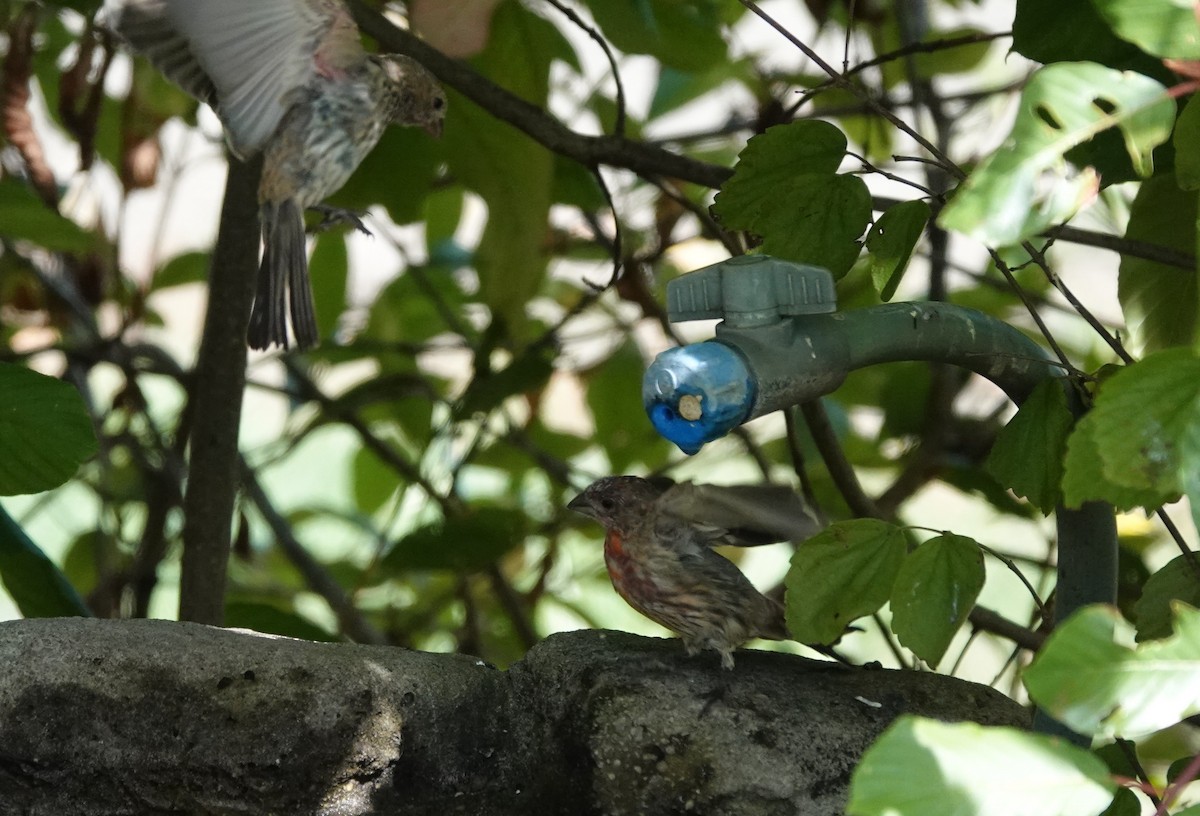 House Finch - ML623817961