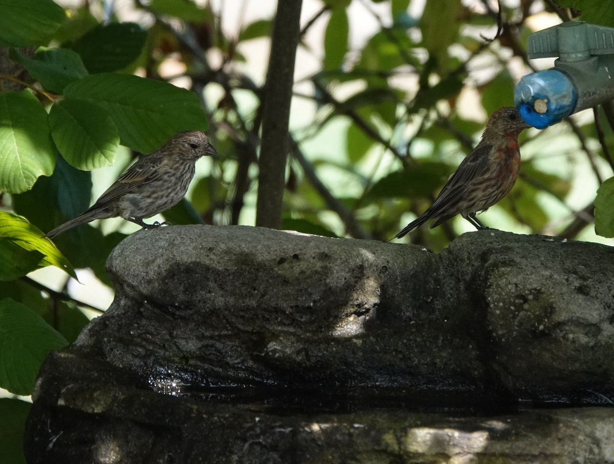 House Finch - ML623817962