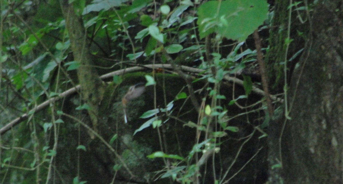 Long-billed Hermit - ML623817990