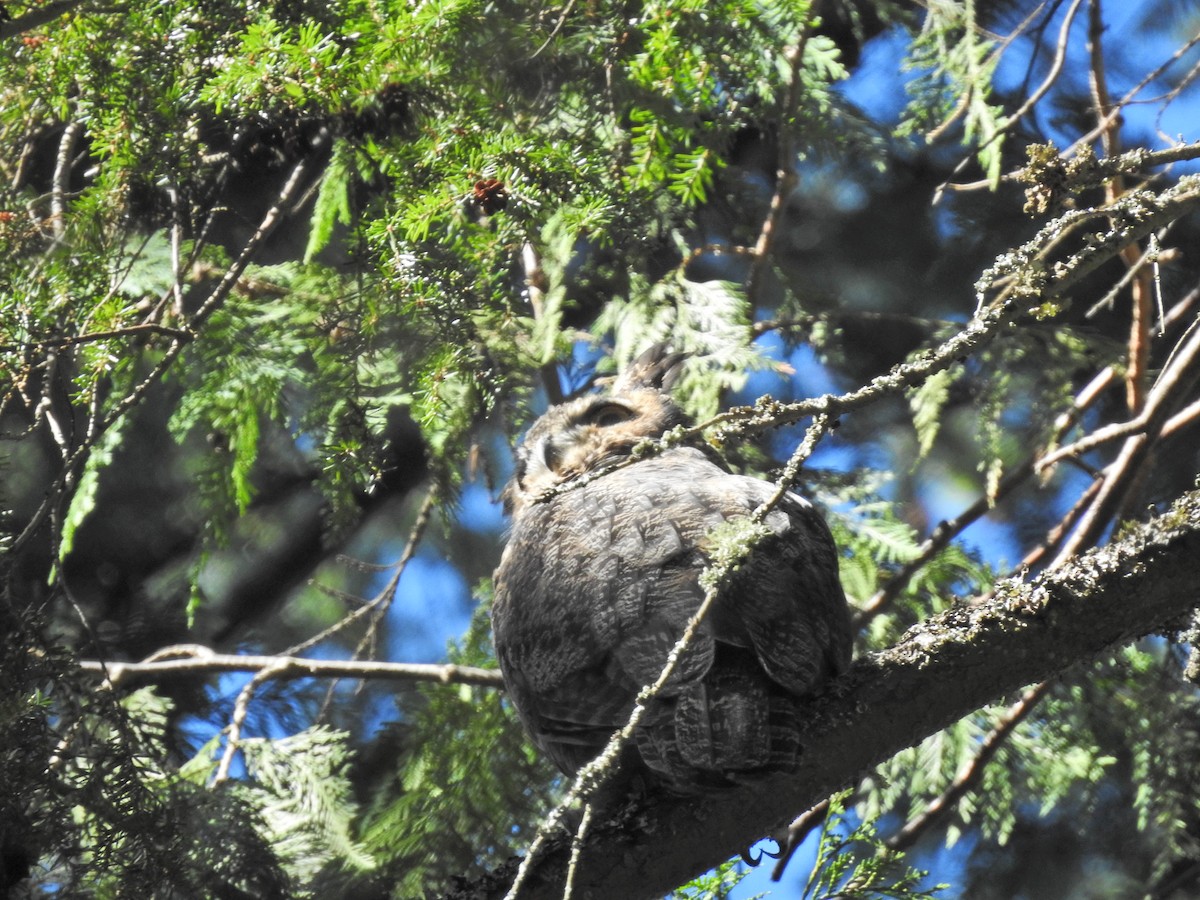 Great Horned Owl - ML623818000