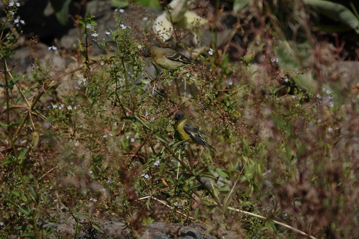 Lesser Goldfinch - ML623818003