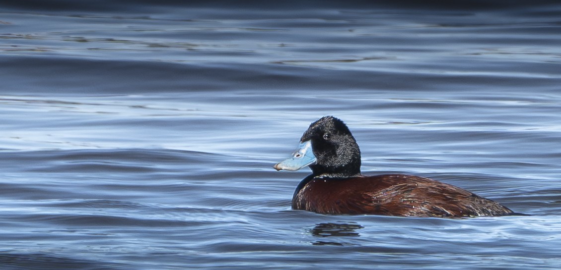 Blue-billed Duck - Ben Milbourne