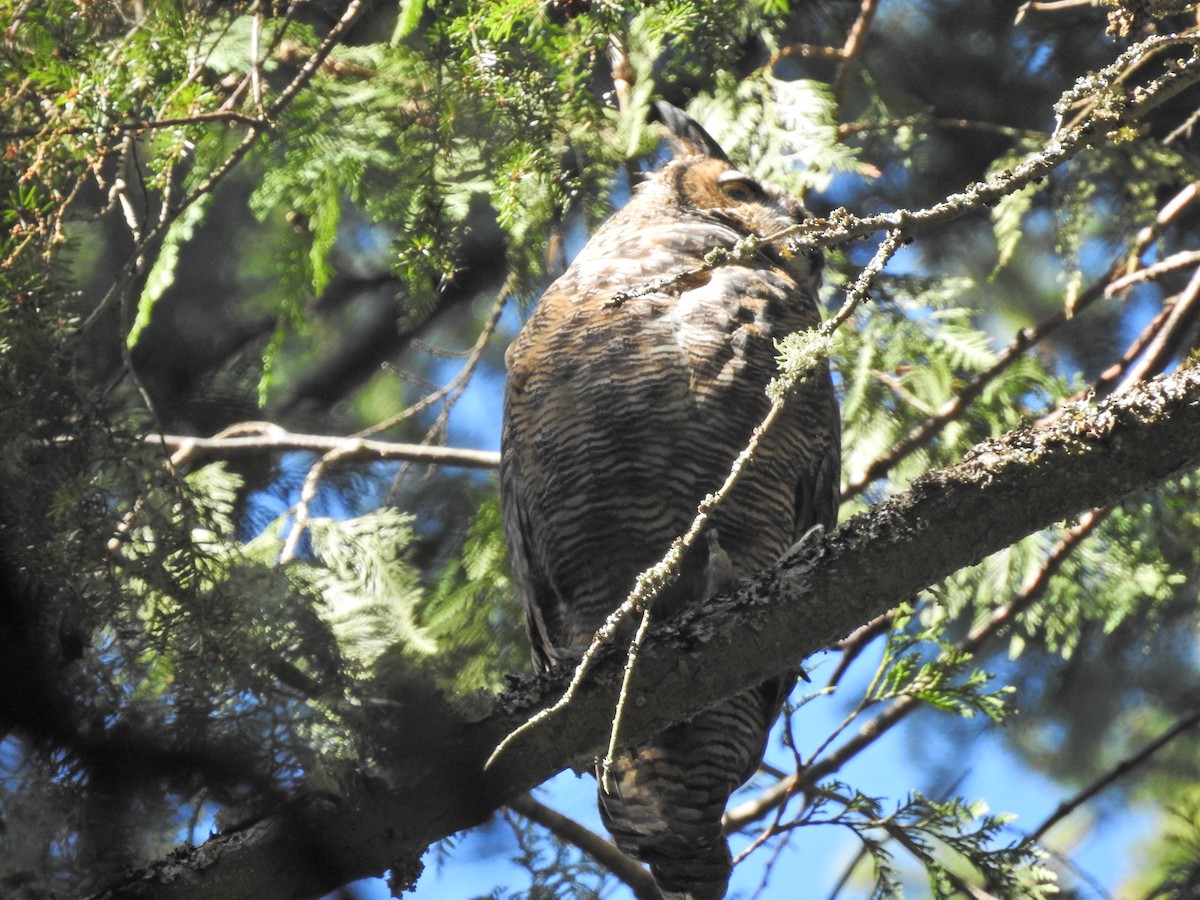 Great Horned Owl - ML623818011