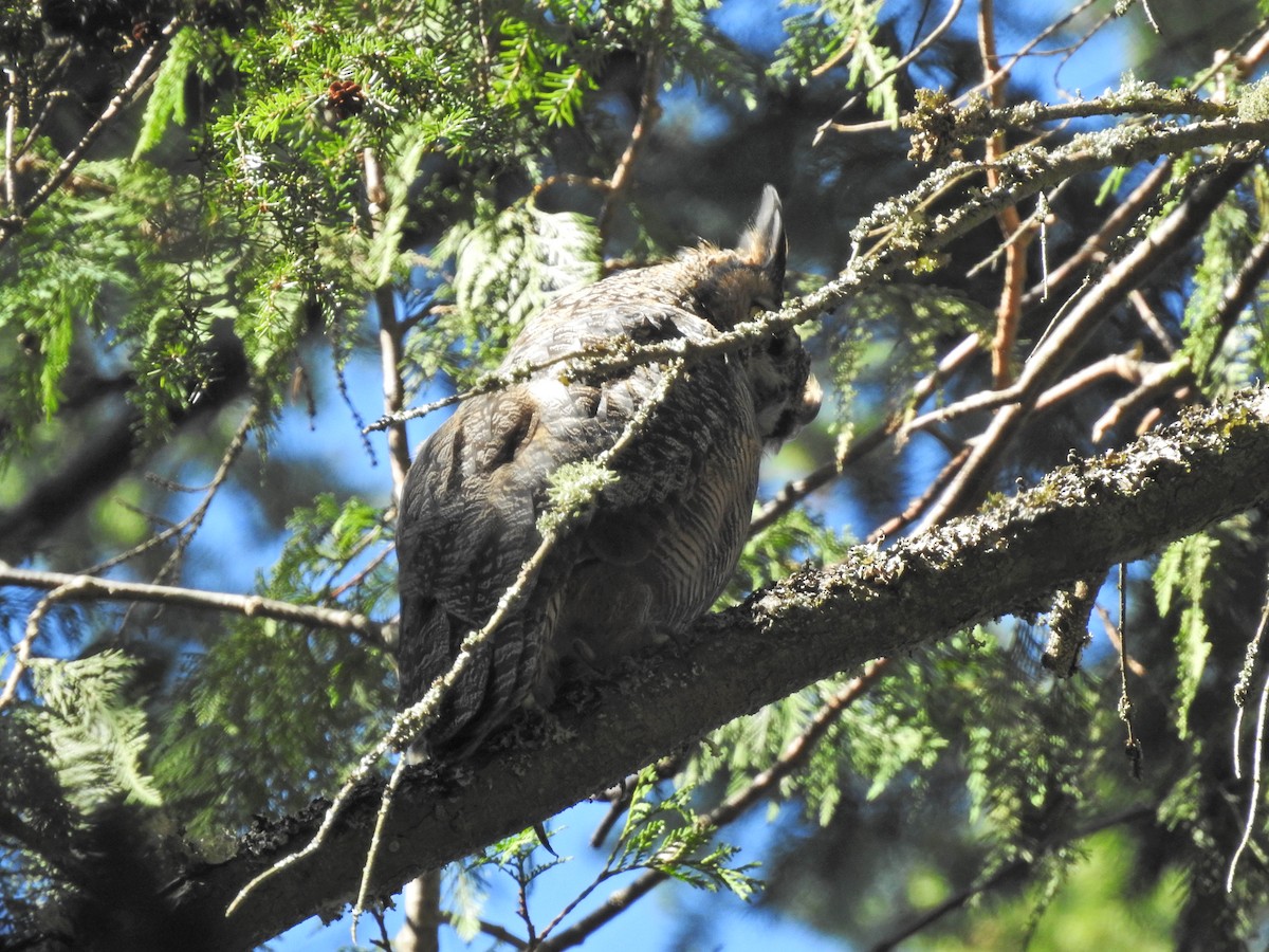 Great Horned Owl - ML623818018