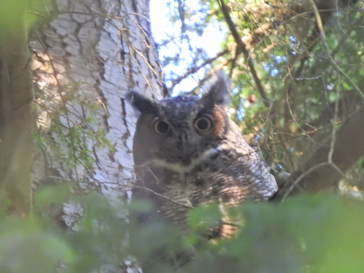 Great Horned Owl - ML623818026