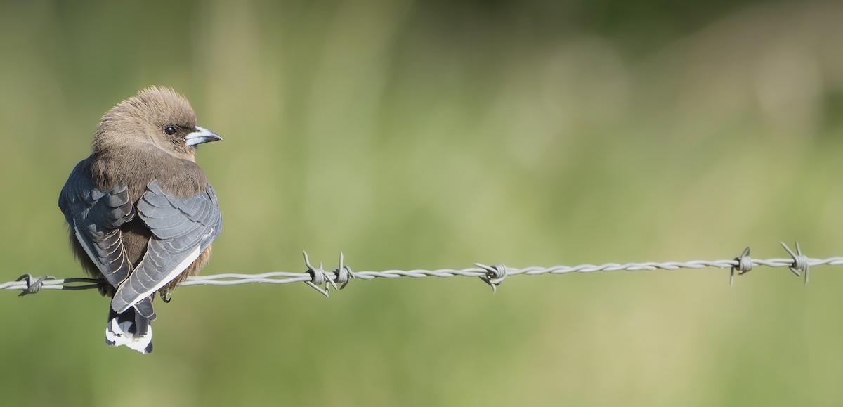 Dusky Woodswallow - ML623818040