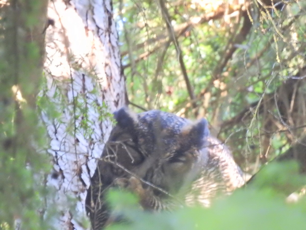 Great Horned Owl - ML623818045