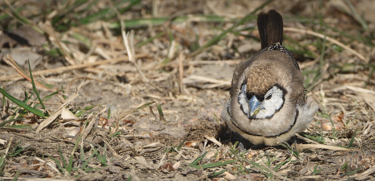 Double-barred Finch - ML623818049