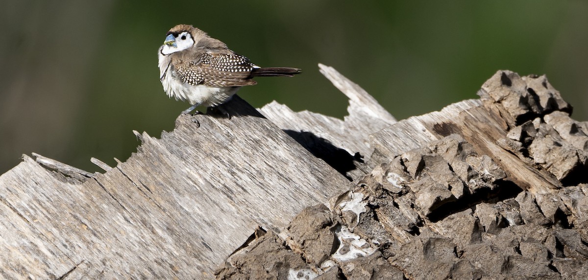 Double-barred Finch - ML623818051