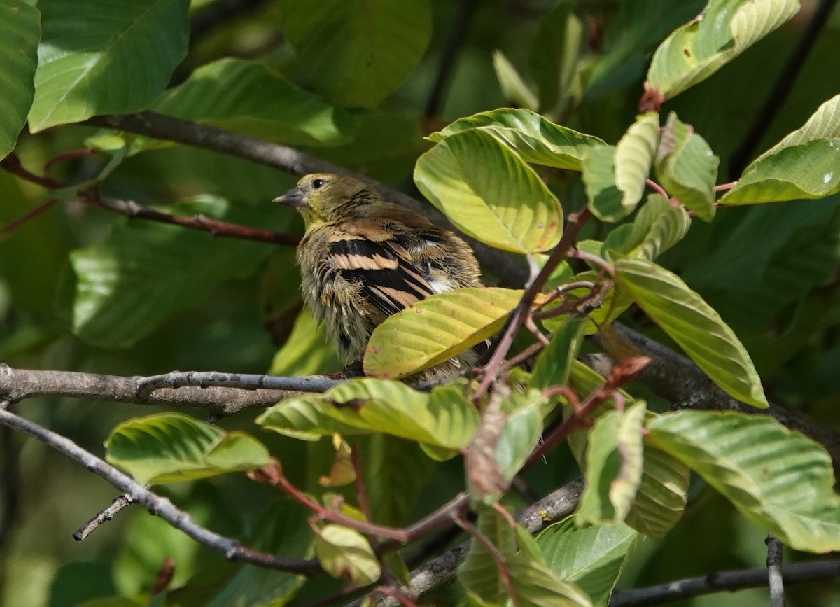 American Goldfinch - ML623818087