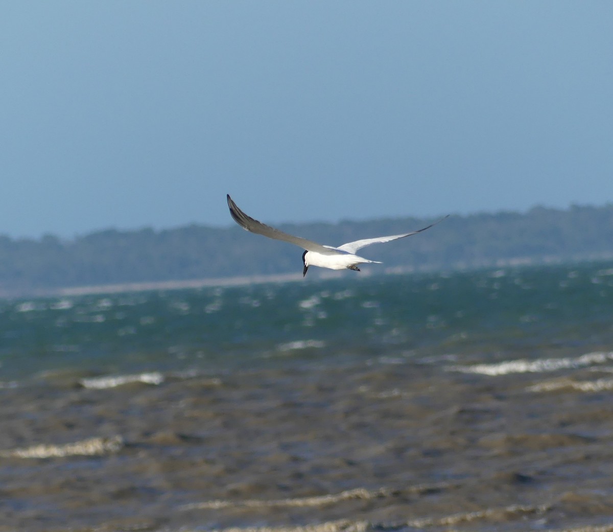 Australian Tern - ML623818120