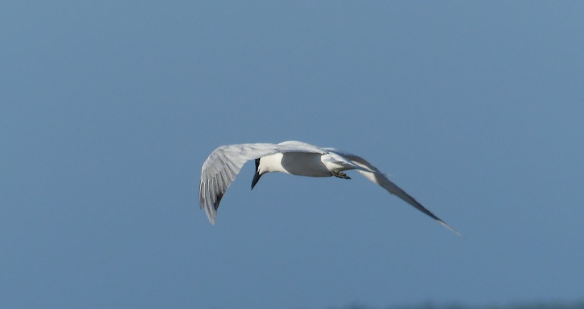 Australian Tern - ML623818130