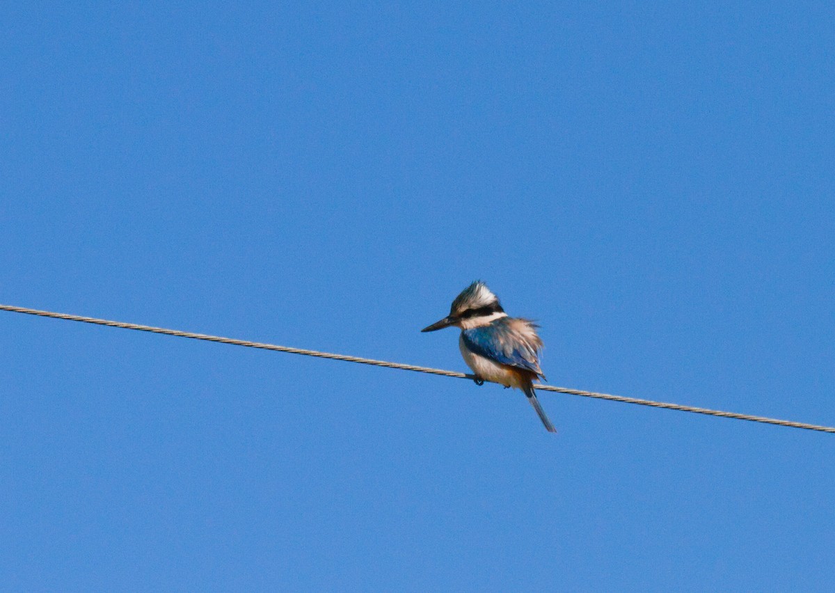 Red-backed Kingfisher - ML623818138