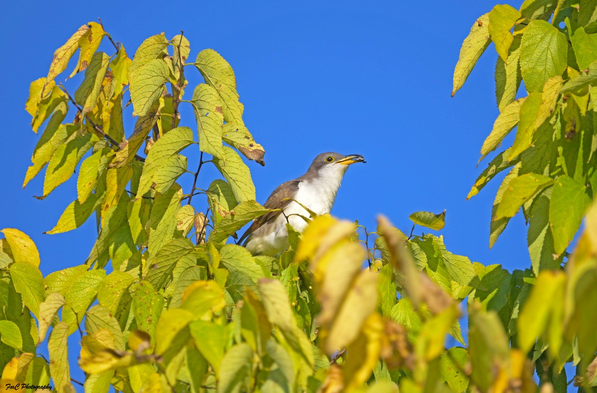 Yellow-billed Cuckoo - ML623818144