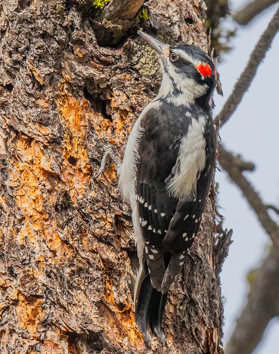 Hairy Woodpecker - ML623818255