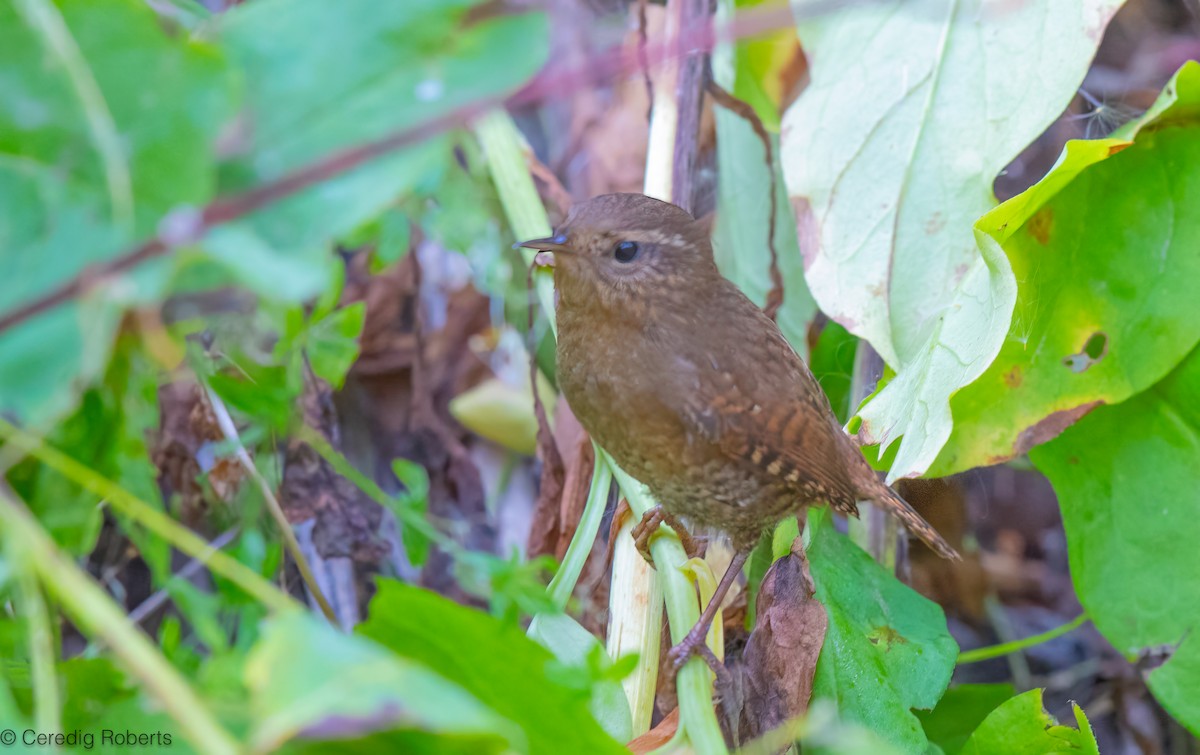 Pacific Wren - ML623818261