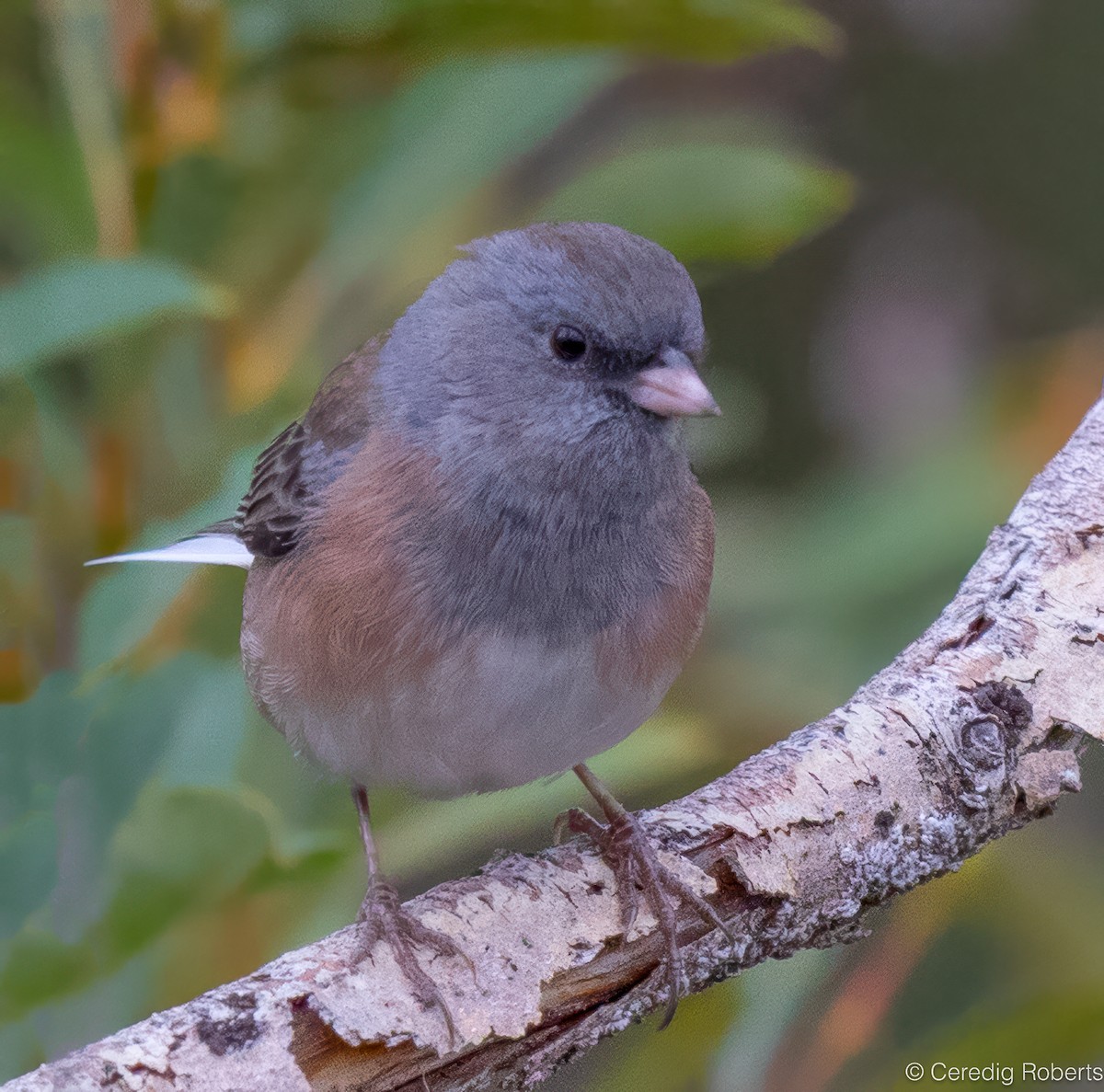 Dark-eyed Junco - ML623818265