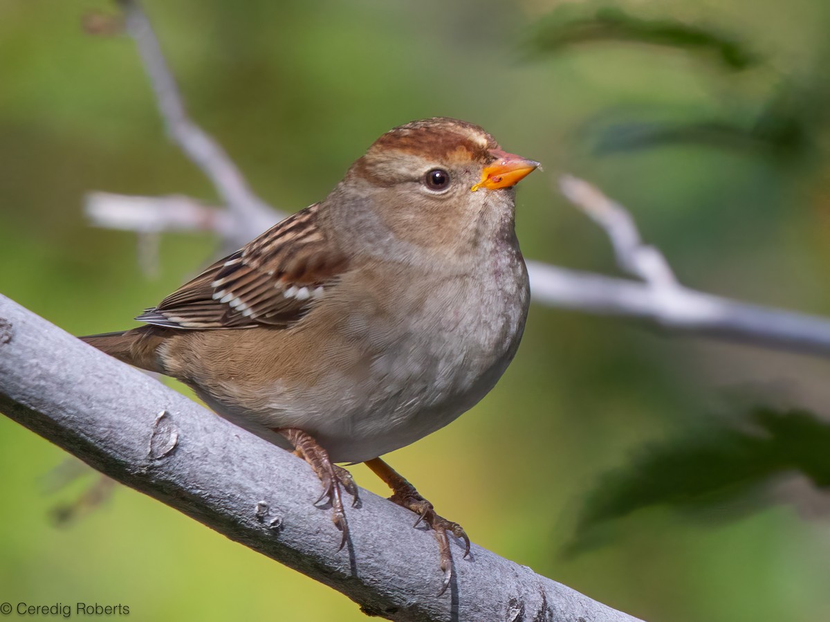 White-crowned Sparrow - ML623818271