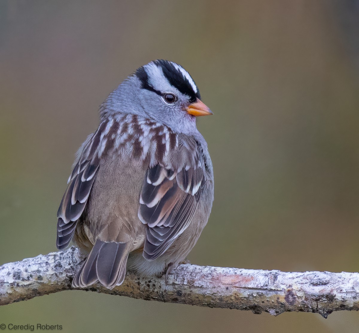 White-crowned Sparrow - ML623818272