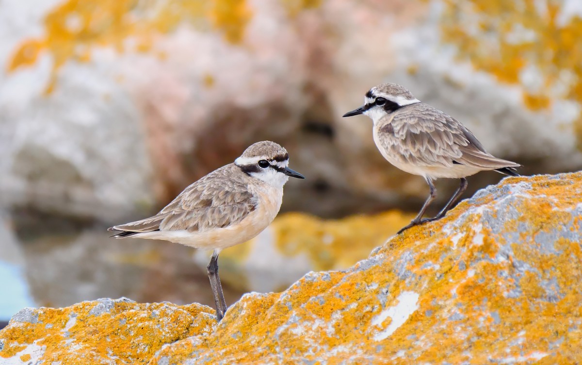 Kittlitz's Plover - ML623818281