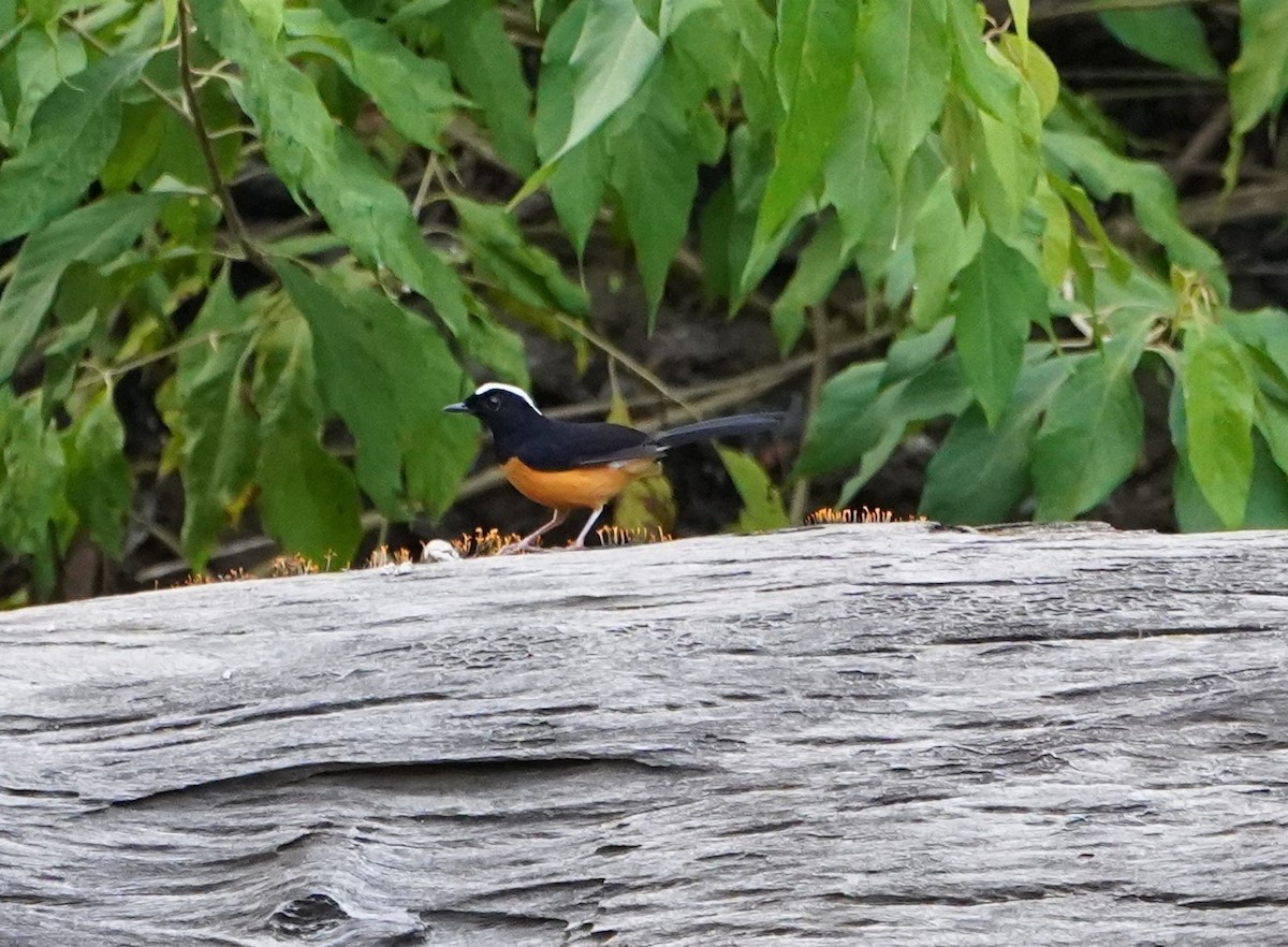 White-crowned Shama - ML623818286