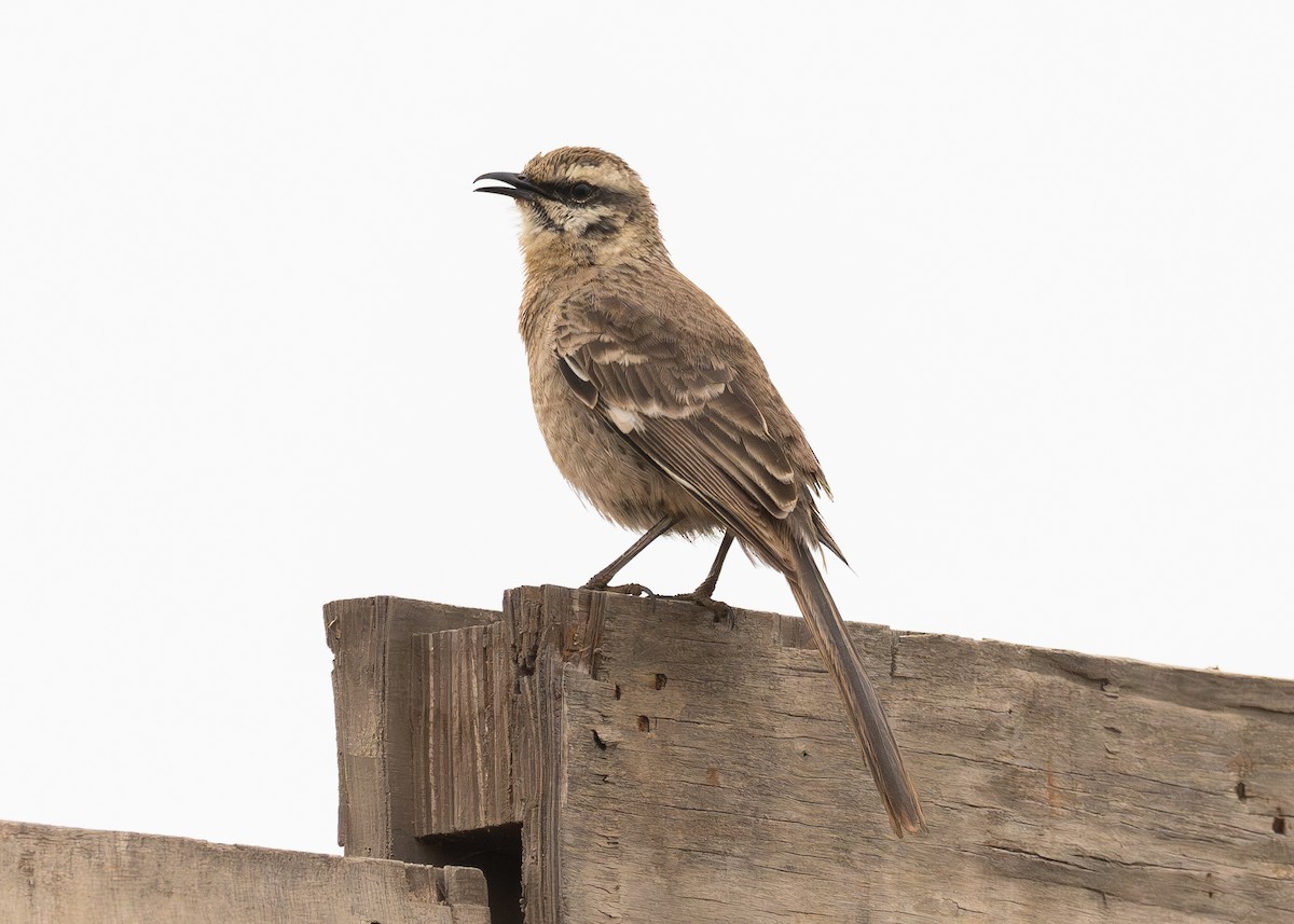 Long-tailed Mockingbird - ML623818344