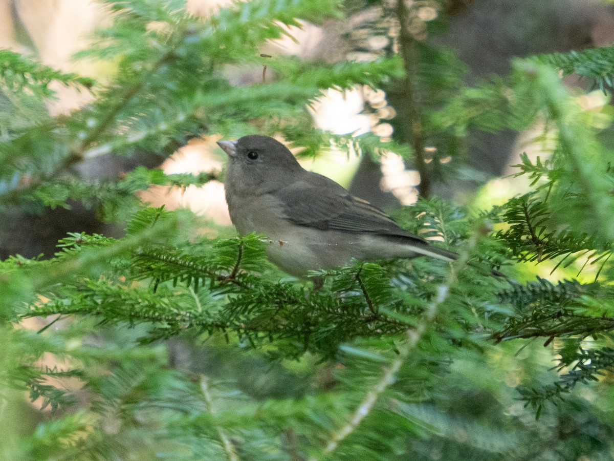 Dark-eyed Junco - ML623818348