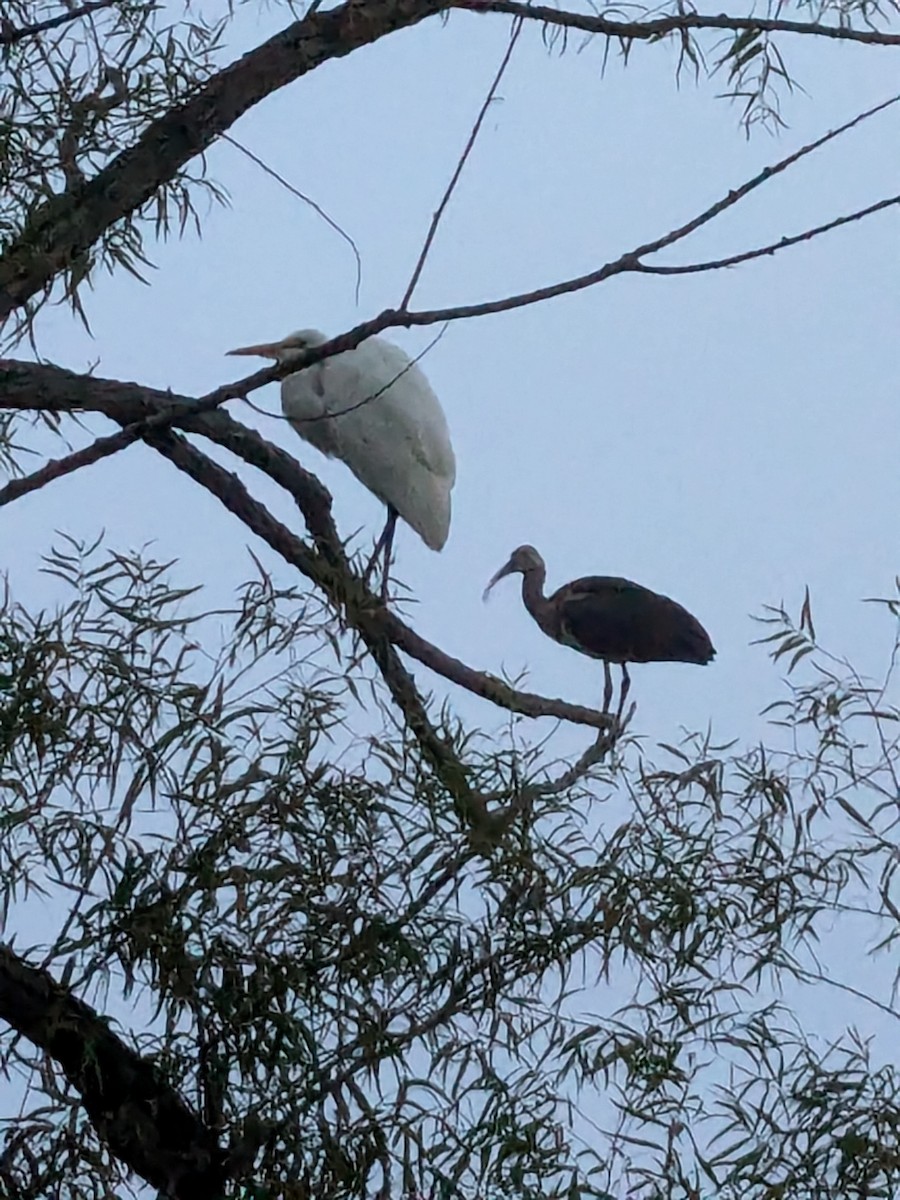 White Ibis - ML623818386