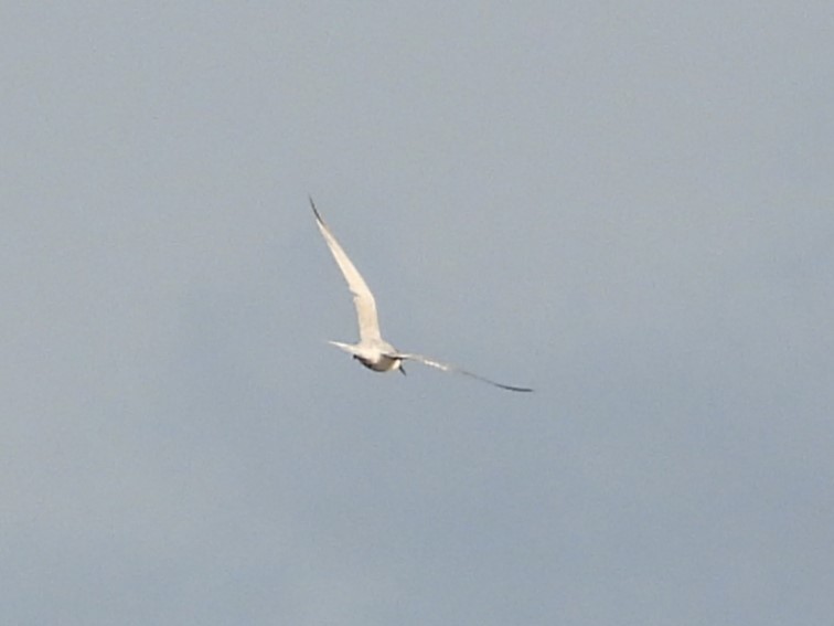 Roseate Tern - ML623818394