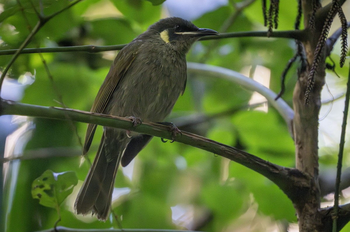 Lewin's Honeyeater - ML623818396