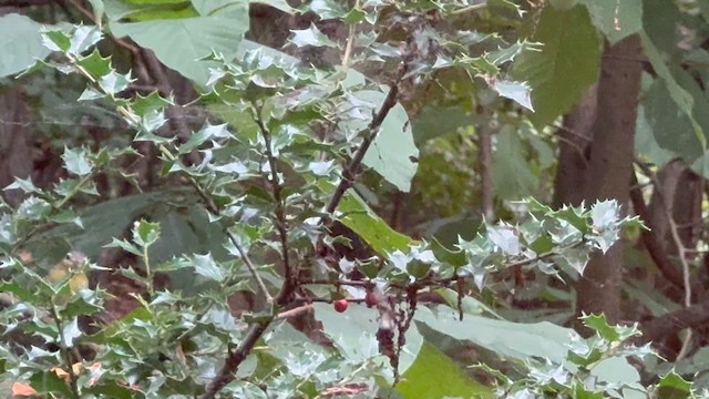 Philadelphia Vireo - ML623818416