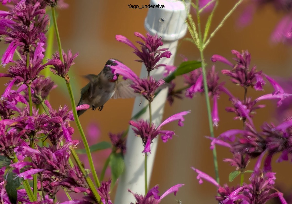 Ruby-throated Hummingbird - ML623818433