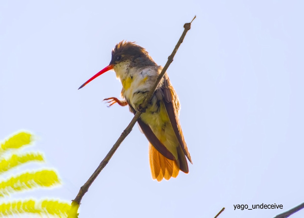 Violet-crowned Hummingbird - ML623818449