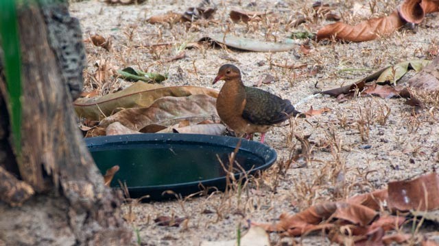 Ruddy Quail-Dove - ML623818455