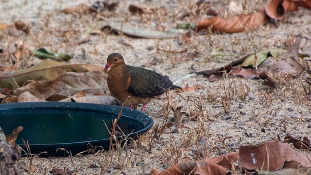 Ruddy Quail-Dove - Priscila Couto