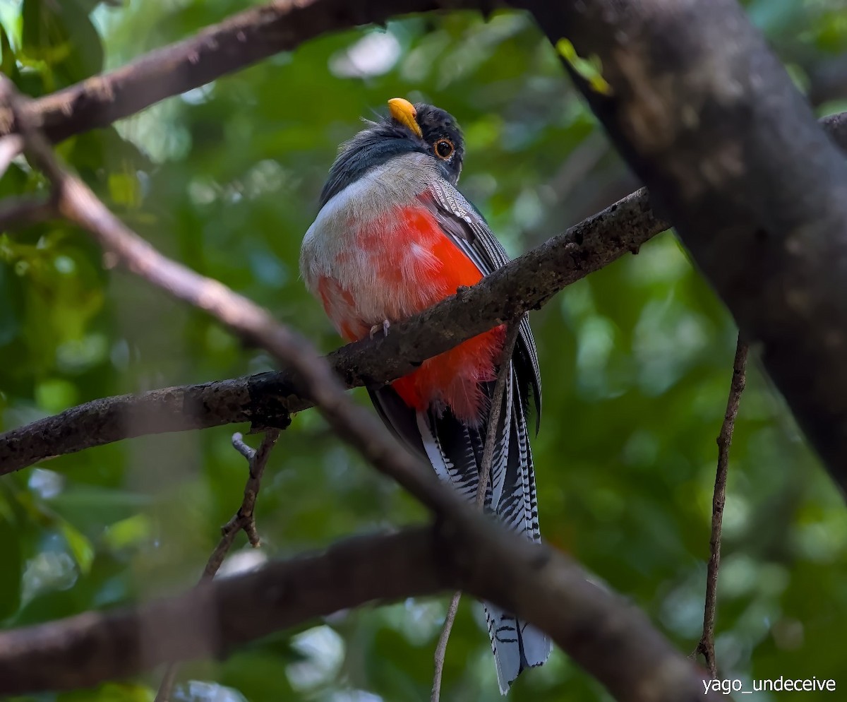 Coppery-tailed Trogon - ML623818484