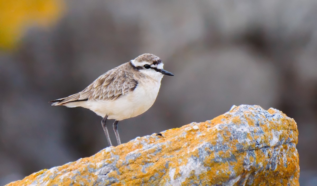 Kittlitz's Plover - ML623818489